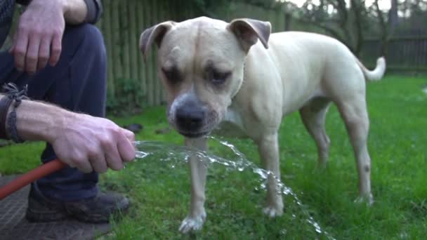 Drinkwater voor honden — Stockvideo