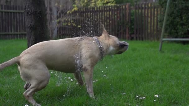 Hond afschudden van water — Stockvideo