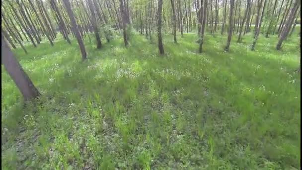 Foresta soleggiata — Video Stock