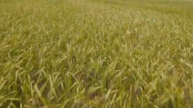 buğday alan üzerinde uçan