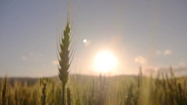 buğday alan gündoğumu