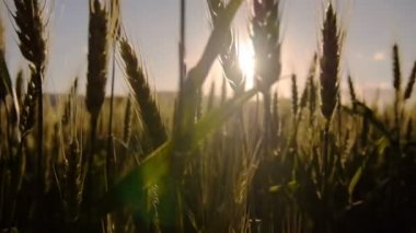 buğday ile parlayan güneş