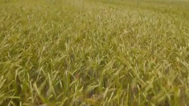 Летающие над пшеничным полем — стоковое видео