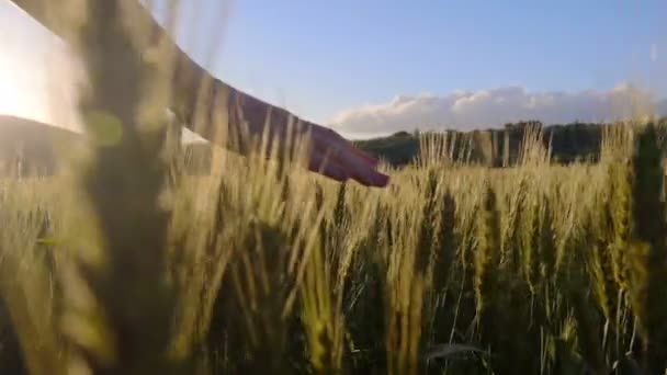 Рука торкається пшениці — стокове відео