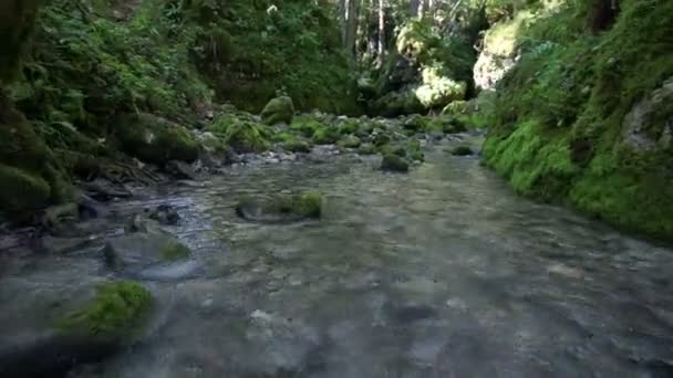 森の小川 — ストック動画