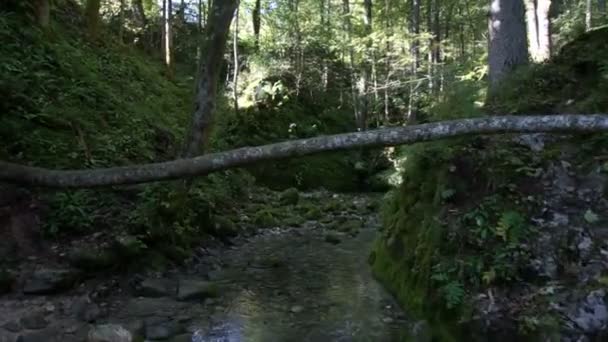 Ruisseau forestier — Video