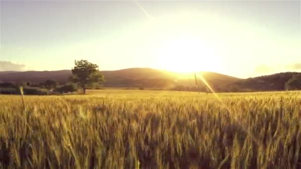 Низкий полет над пшеницей — стоковое видео