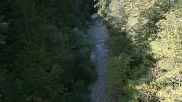 Fiume nel bosco — Video Stock