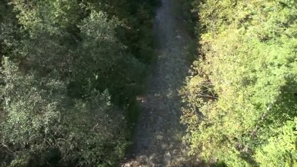 rivière dans la forêt