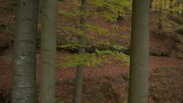 Vélo dans la forêt d'automne 