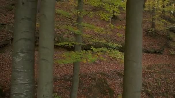 Motociclista nella foresta autunnale — Video Stock