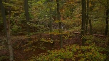 sonbahar ormandaki yokuş aşağı motorcu