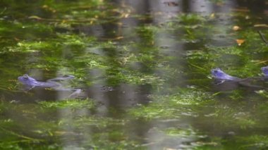 Mavi kurbağa Yüzme