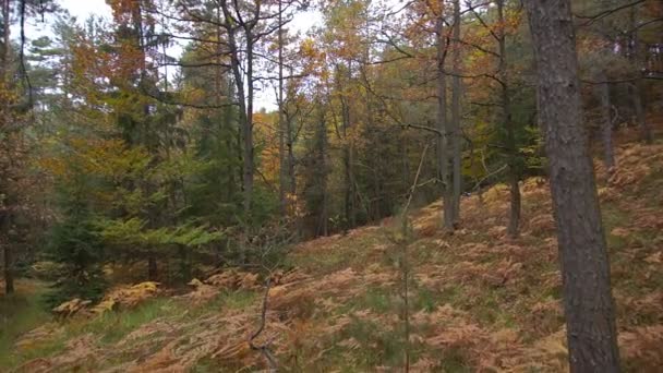 Downhill biking through forest — Stock Video
