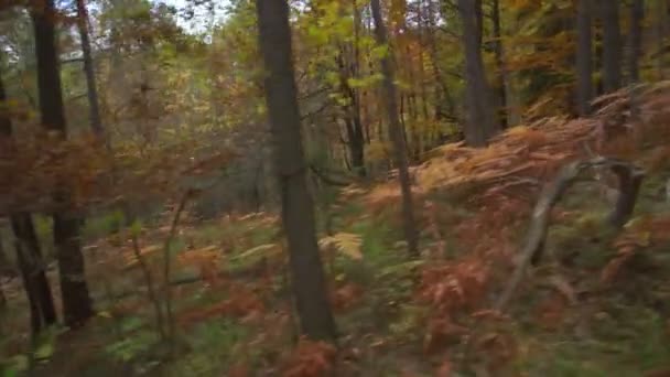 Ciclismo cuesta abajo — Vídeo de stock