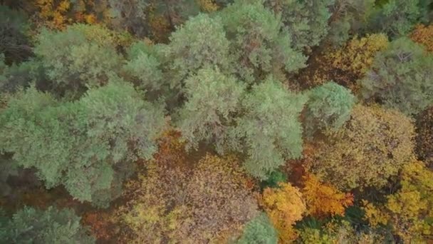 Bella foresta autunnale — Video Stock