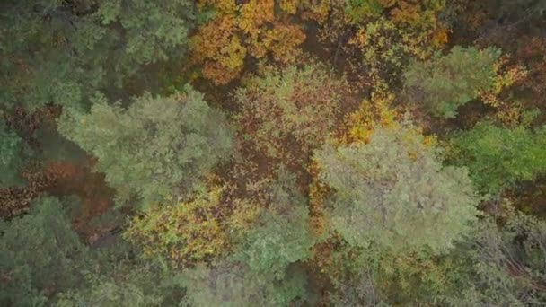 Πάνω από το φθινόπωρο δάσος — Αρχείο Βίντεο