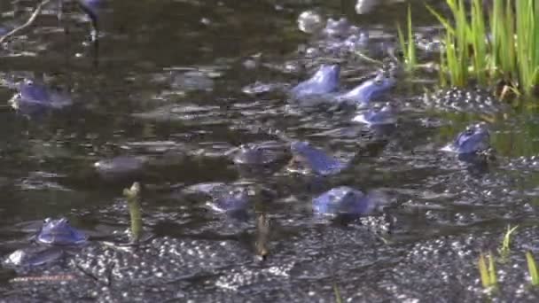 Синій жаби — стокове відео