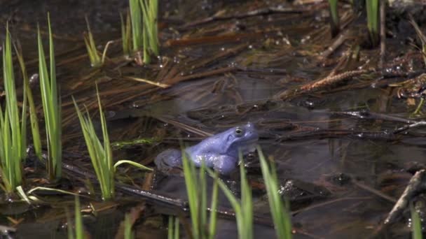 Grenouilles accouplement 