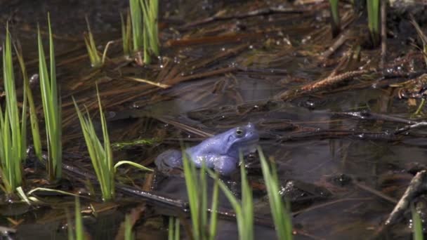 Grenouilles accouplement — Video