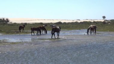 Brezilyalı Vahşi atlar