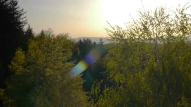 Gün batımında genç orman