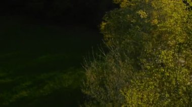 sunrise, yeşil ağaçlar