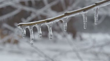 dondurulmuş doğa yürüyüş köpek