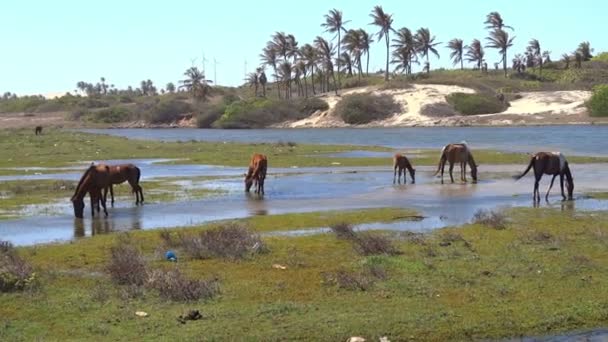 Wild horses — Stock Video