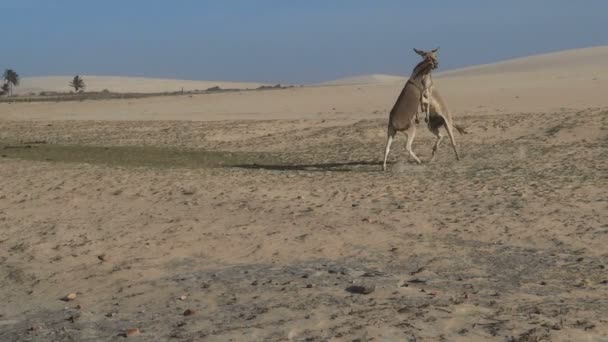 Esel spielen in der Wüste — Stockvideo