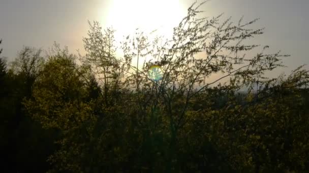 Zomer bomen bij zonsondergang — Stockvideo