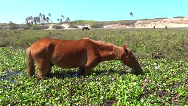 Wild horse eating — Stock Video