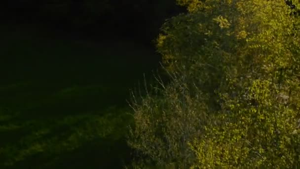 Groene bomen bij zonsopgang — Stockvideo