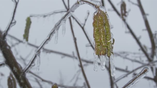 Smältande is i naturen — Stockvideo