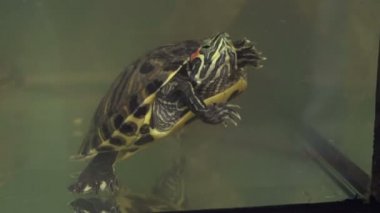 Kaplumbağa yüzme