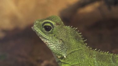 Genç yeşil iguana