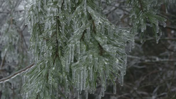 Icy spruce tree — Stock Video