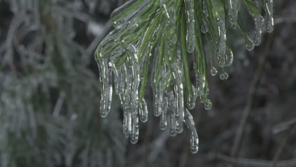 Icy spruce branch — Stock Video