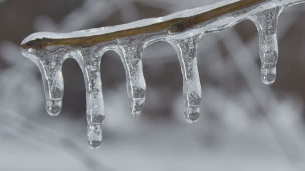 Brindilles recouvertes de glace fondante — Video