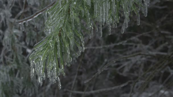 Buzla kaplı ağaçlar — Stok video