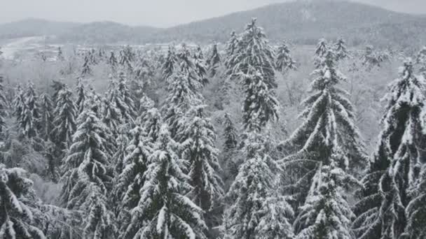 Flying over the snowy forest — Stock Video