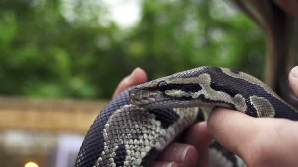 Snake in vrouwelijke handen — Stockvideo