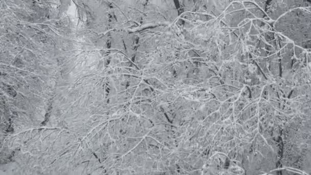 Treetops covered in snow — Stock Video