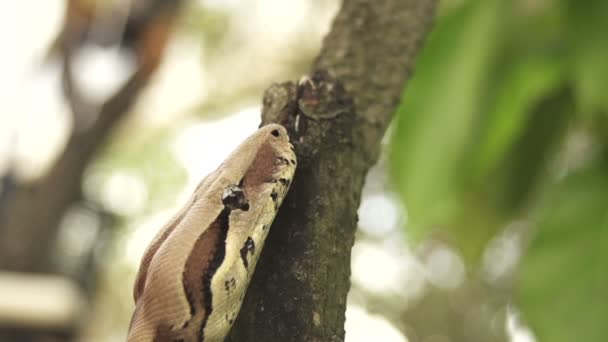 Slang in de natuur — Stockvideo