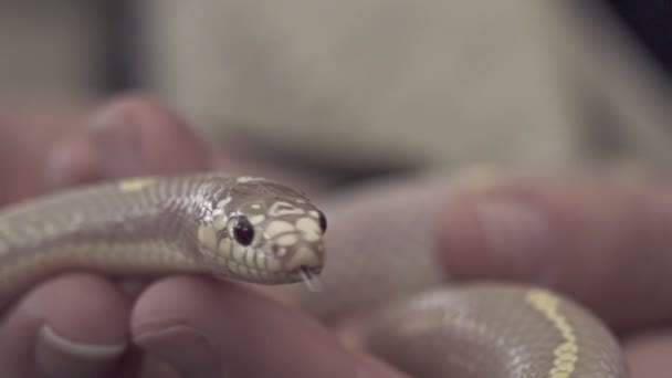 Baby snake on human hands — Stock Video