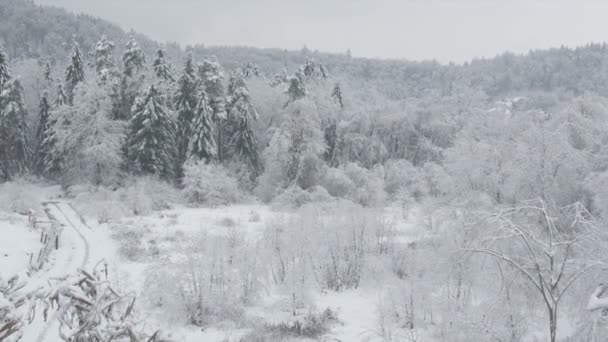 Madeiras no inverno — Vídeo de Stock