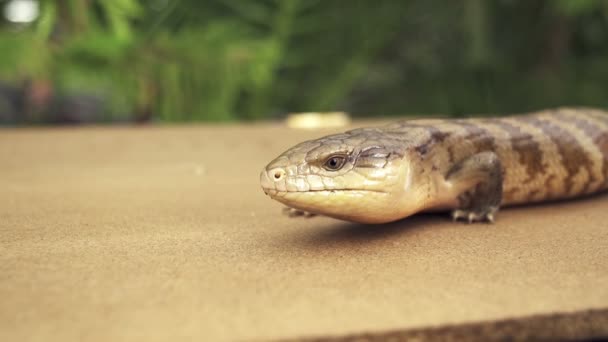 Blauzungenskink — Stockvideo