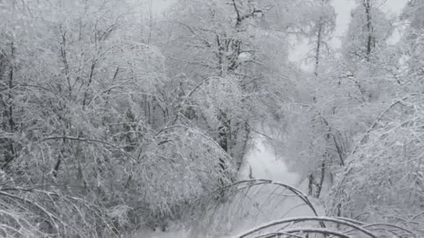 雪に覆われた梢上の飛行 — ストック動画