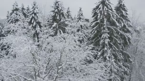 Arbres enneigés 