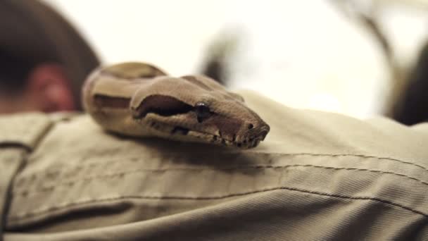 Mujer sosteniendo una serpiente — Vídeos de Stock